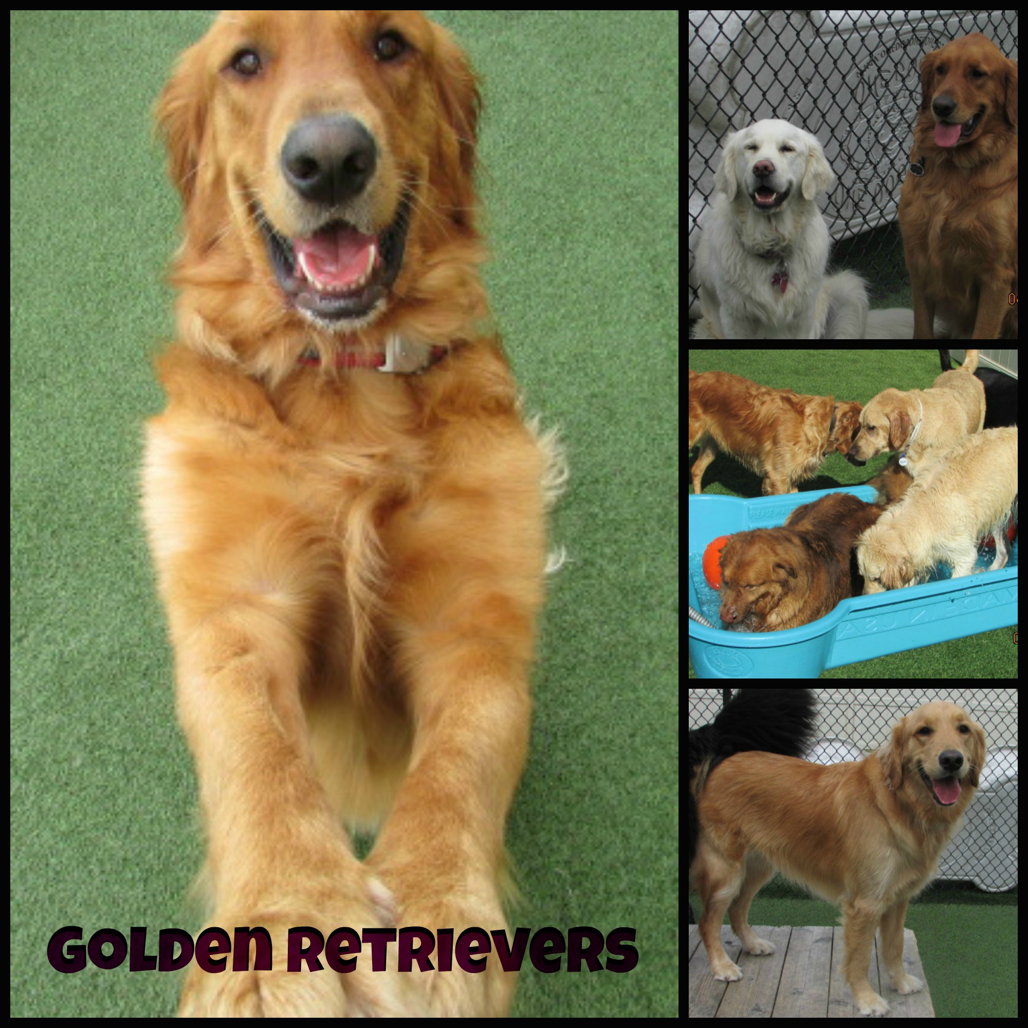 Golden Retriever Dog Breed Information