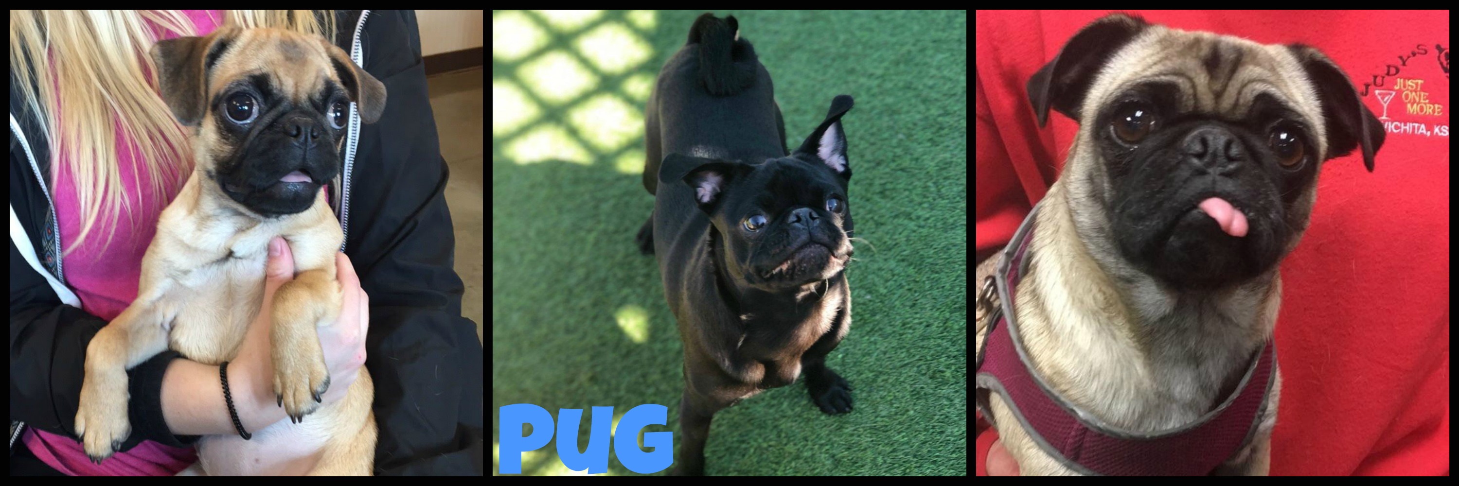 Pugs – Fetchers Play and Stay